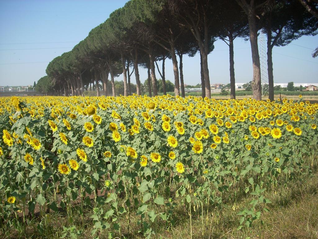 Monte Compatri Agriturismo Pantano Borghese חדר תמונה